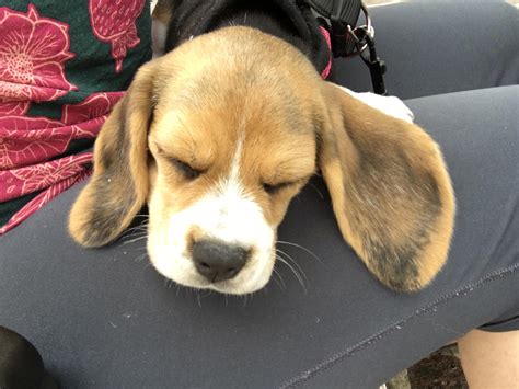 I was not prepared for the perfection that is Beagle ears : r/beagle