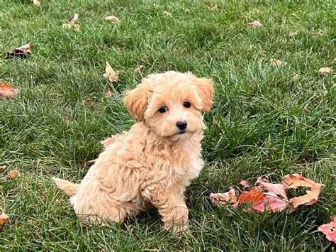 Terry is a Maltipoo puppy for sale in Nappanee, IN