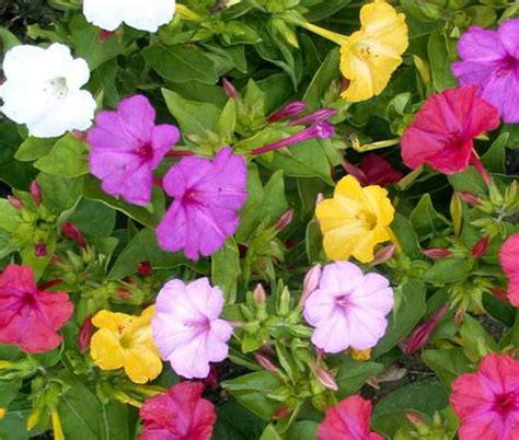 Four O'Clock, Marvel of Peru Mirabilis Jalapa Seeds