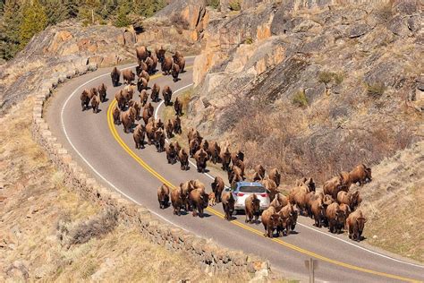 Top 4 Yellowstone Bison Encounters That Make Me Go Hmmm