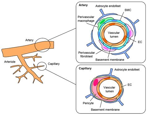 Life | Free Full-Text | The Multiple Roles of Pericytes in Vascular ...