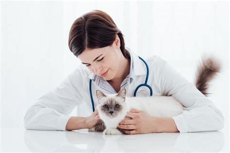 Gabapentin for Cats: Usage, Safety, Dosage and Side Effects - Cats.com