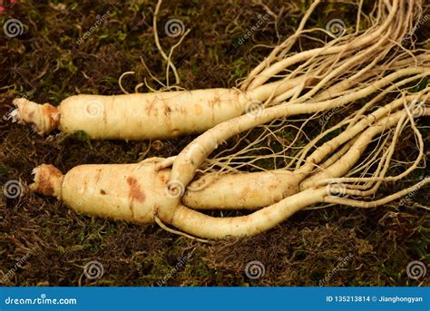 Korean Wild Root Ginseng, A Close Up Of The Wild Most Famous Medicinal Plant Ginseng Stock Photo ...