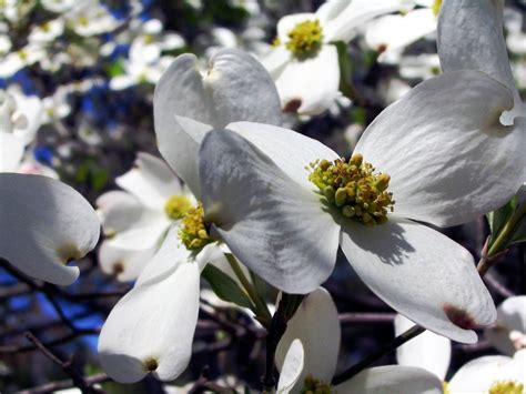 Free picture: dogwood, tree, flowers