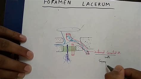 Carotid Canal And Foramen Lacerum