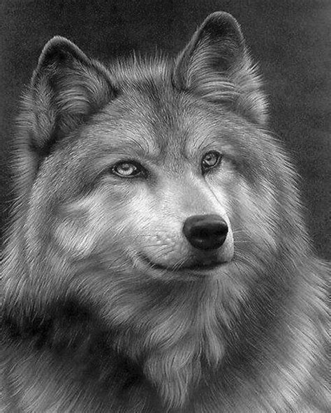 142 best images about Gray scale animal coloring pages on Pinterest