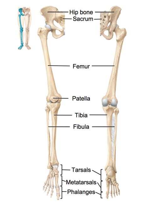 Patella Bone Diagram