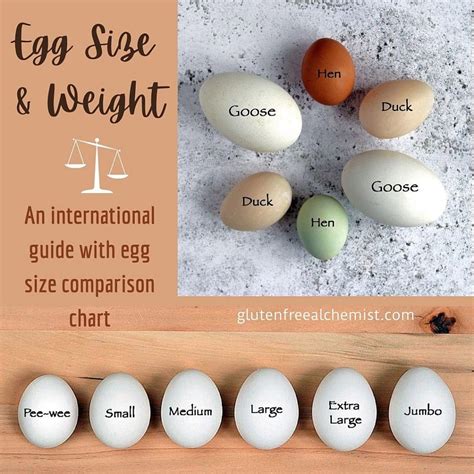 Egg Size and Weight – An international guide with egg size comparison chart