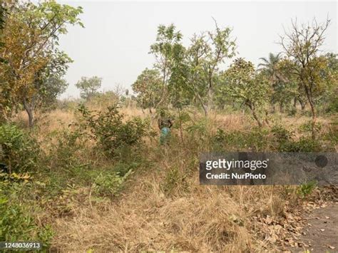 Scrub Grass Photos and Premium High Res Pictures - Getty Images