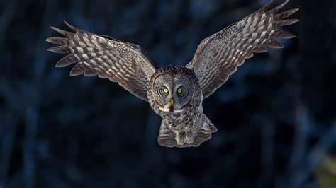 Download Animal Owl HD Wallpaper