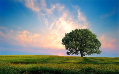 Fresh nature tree-natural landscape, HD wallpaper | Peakpx