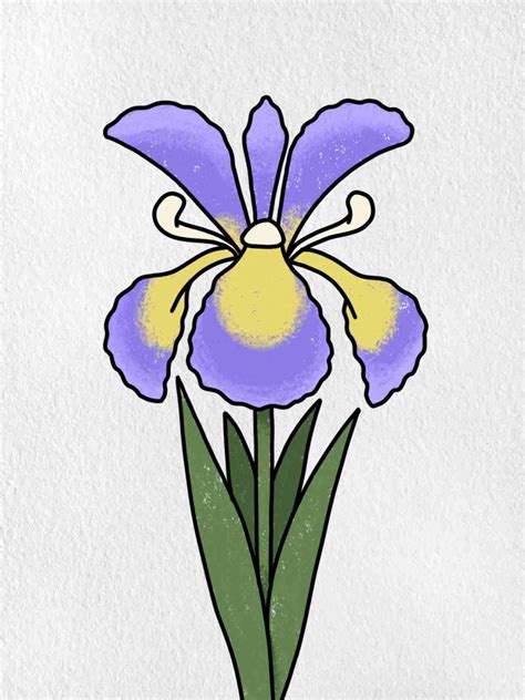 How to Draw an Iris Flower - HelloArtsy