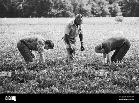 Jimmy carter's peanut farm hi-res stock photography and images - Alamy