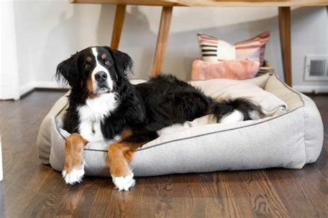 3 Best Calming Dog Beds UK [Recommended Anti-Anxiety Dog Beds]