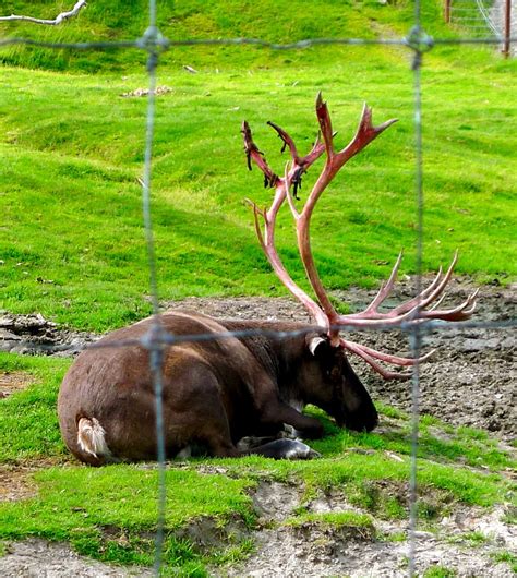 Random Facts I Learned at the Alaska Wildlife Conservation Center – Gretchen Loves Anchorage