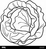 Lettuce Coloring Pages sketch template