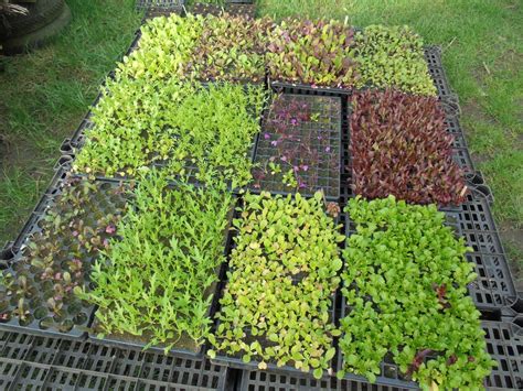 Bosavern Community Farm: Planting broad beans, salad, and kale