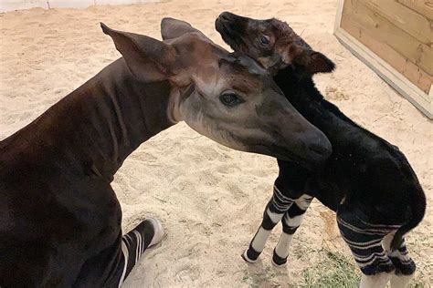 The Columbus Zoo Welcomed A Baby Okapi To The Fam And He Is So Precious