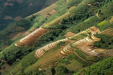 Rice Terraces · Free Stock Photo