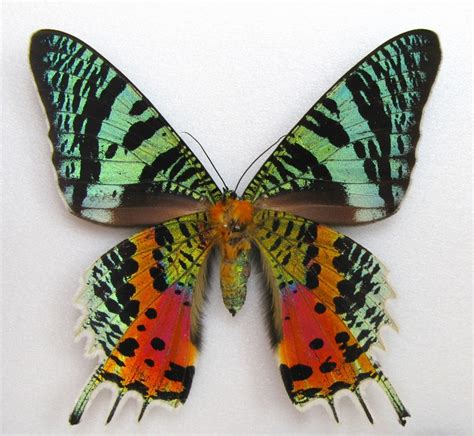 Chrysiridia rhipheus: known as the Madagascan Sunset Moth; it is true ...