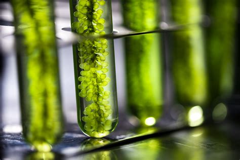 Pros and Cons of Algae in Biofuel - Spring Power & Gas