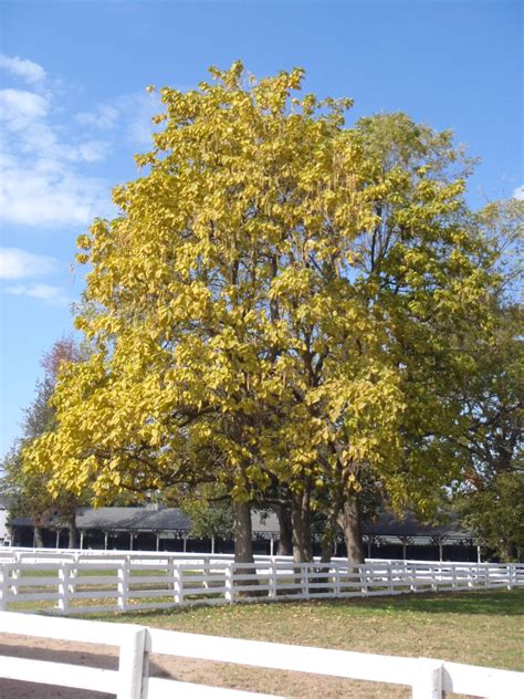 Catalpa speciosa (Northern Catalpa) | North Carolina Extension Gardener ...