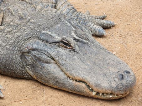 Free Images : branch, wildlife, reptile, fauna, crocodile, alligator, vertebrate, crocodilia ...