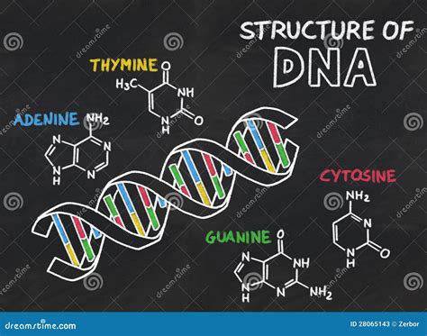 Chemical Structure of DNA on a Chalkboard Stock Illustration ...