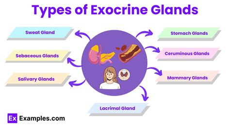 Exocrine Glands - Types, Structure, Functions & Examples