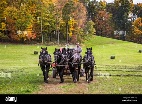 Amish horse drawn farm implements on the field near Berlin, Ohio, USA Stock Photo - Alamy