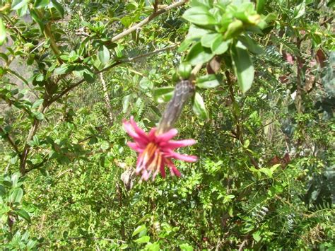 Foto: flora local - Chuma (La Paz), Bolivia