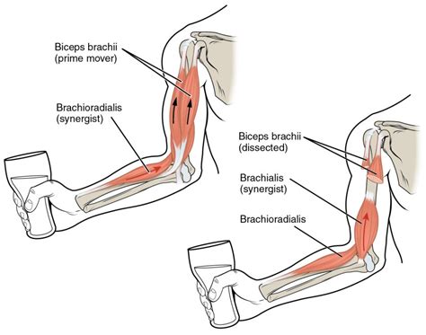 Interactions of Skeletal Muscles | Lifetime Fitness and Wellness