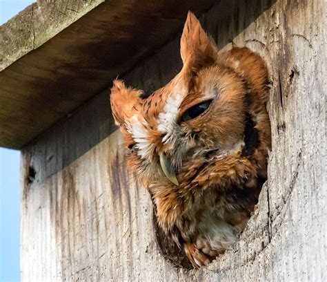 How to Build a Screech-Owl Nest Box | Audubon