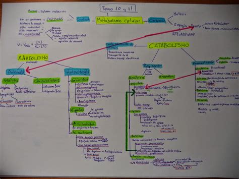 Portfolio de biología. Natalia Rodríguez: Tema 10. Esquema general de metabolismo