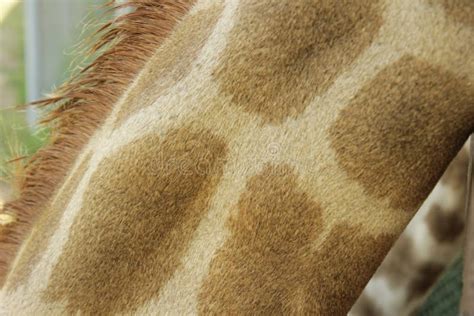 Detail of a Captive Giraffe& X27;s Fur Pattern Stock Photo - Image of cream, brown: 132218732