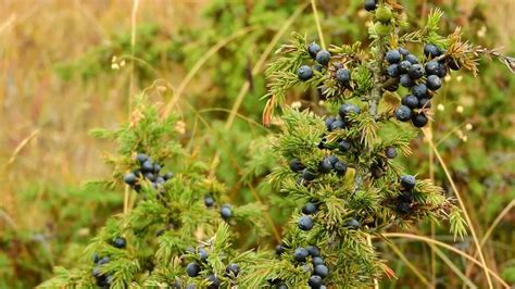 What Does a Juniper Tree Look Like? | Juniper Identification