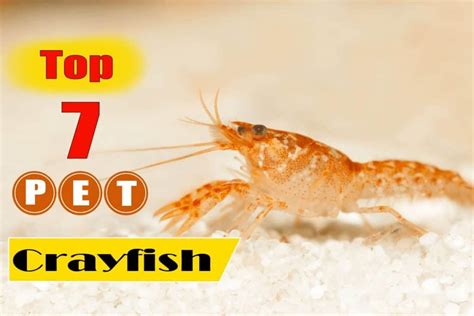 7 Most Popular Aquarium Crayfish Species - Shrimp and Snail Breeder