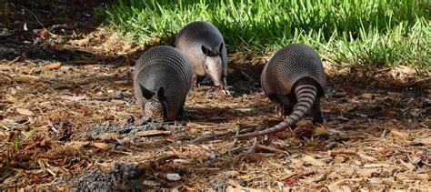 Watch: North Carolina wildlife managers grapple with armadillos - The Wildlife Society