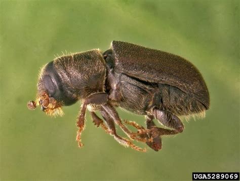 Climate Change Highlight: Mountain pine beetles devastating western ...