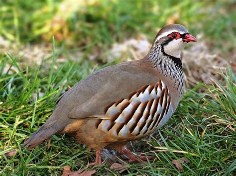 Animals and Birds Galaxy: Partridge (CHUKAR)