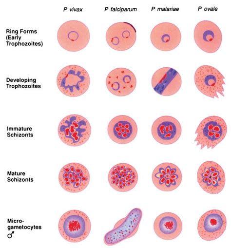 Plasmodium Malariae Stages