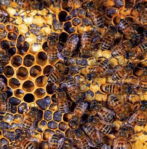 Where Do Honeybees Go in the Winter? | Britannica