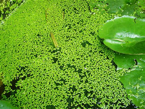 Royalty Free Duckweed Pictures, Images and Stock Photos - iStock