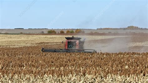 Combine harvesting sorghum crop - Stock Image - C058/3492 - Science ...