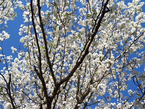 Bradford Pear Tree In Bloom Free Photo Download | FreeImages