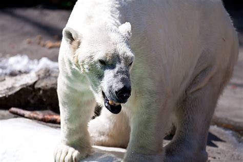 Best Polar Bear Teeth Stock Photos, Pictures & Royalty-Free Images - iStock