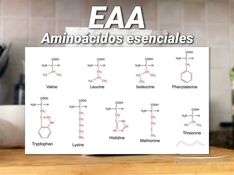 Aminoácidos esenciales o EAA: qué son, cómo y cuándo tomarlos