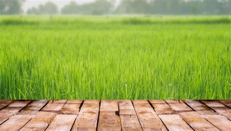 Beautiful wooden floor and green rice field nature background, agriculture product standing ...