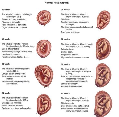 Birth Baby Hair Growth Stages