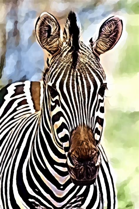 Zebra Close-Up | Offhander